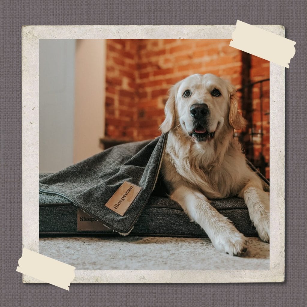 Pet Blanket
