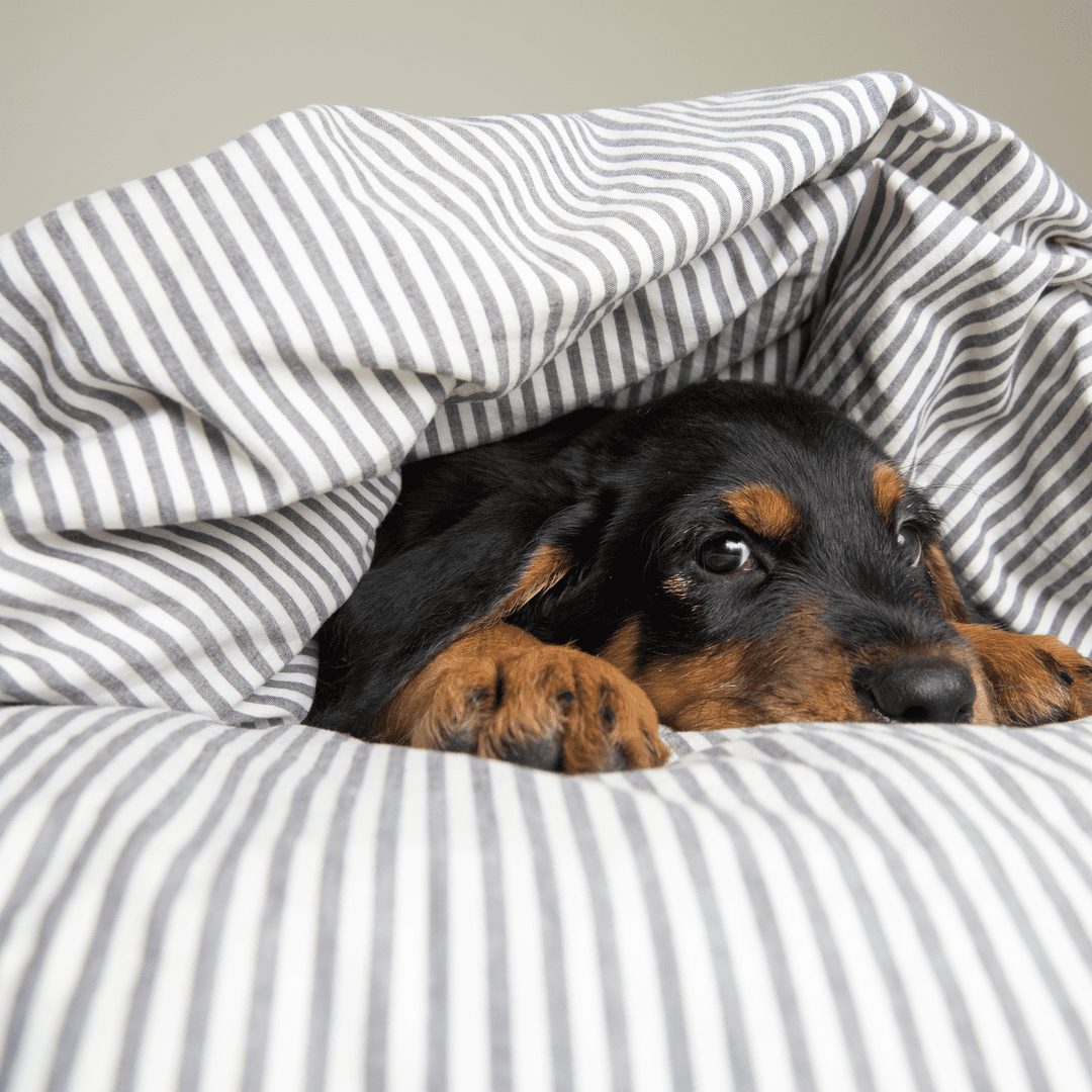 How to Stop Oversleeping Sleepeezee