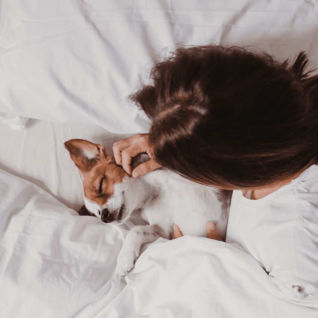 Should Pets Be Allowed in Our Bed? Sleepeezee